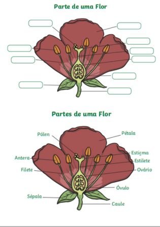 Anatomia de uma flor - Atividades de Botânica