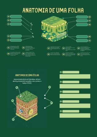 Anatomia de uma folha - Atividades de Botânica