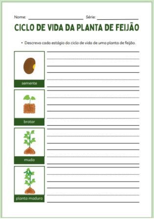 Ciclo de vida do feijão - Atividades de Botânica