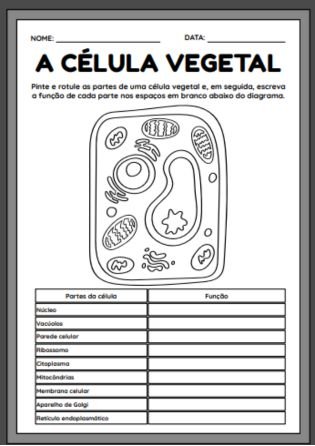 Diagrama da célula vegetal - Atividades de Citologia