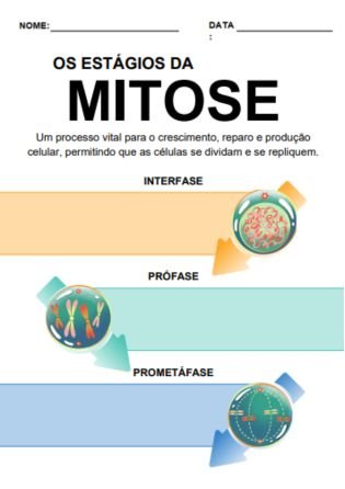 Os estágios da mitose 1 - Atividades de Citologia