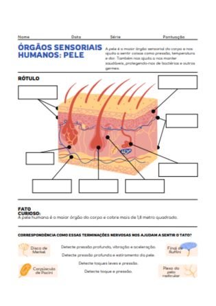 anatomia da pele 2 - atividade de fisiologia e anatomia