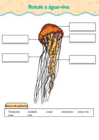 anatomia de uma água viva - atividade de zoologia