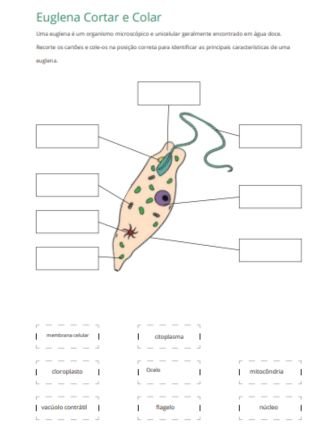 anatomia de uma euglena - Atividade de microbiologia