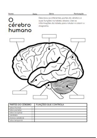 anatomia do cérebro 1 - atividade de fisiologia e anatomia
