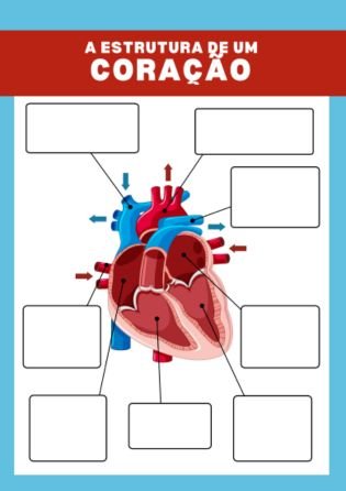 anatomia do coração 1 - atividade de fisiologia e anatomia