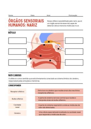 anatomia do nariz 1 - atividade de fisiologia e anatomia