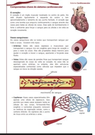 apostila sistema circulatório 2 - atividade de fisiologia e anatomia