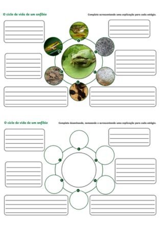 ciclo de vida dos anfíbios 2 - atividade de zoologia