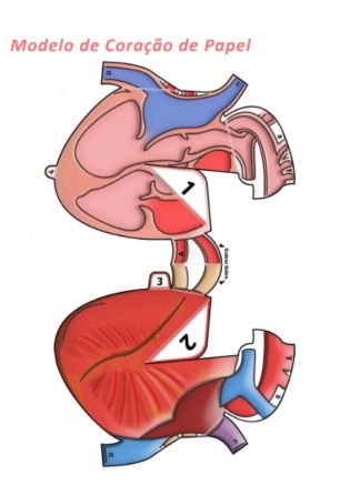 coração 3D 1 - atividade de fisiologia e anatomia