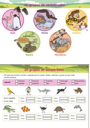 grupos de vertebrados - atividade de zoologia
