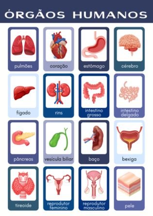 jogo órgãos humanos 1 - atividade de fisiologia e anatomia