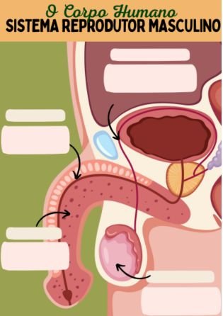 sistema reprodutivo masculino 1 - atividade de fisiologia e anatomia