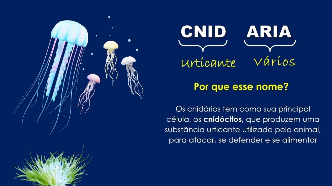 Filo dos cnidários 3 - capa slides de biologia
