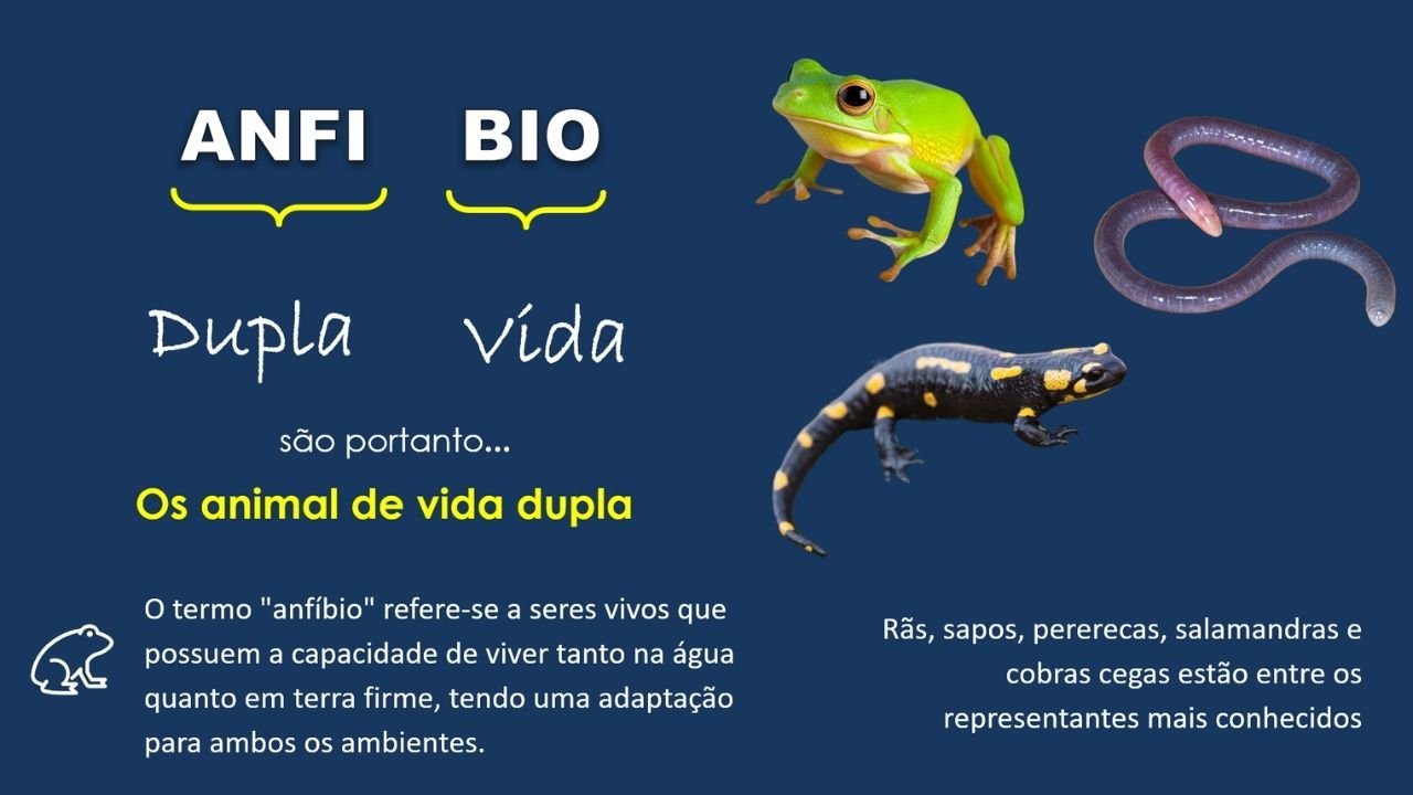 Os anfíbios 2 - capa slides de biologia