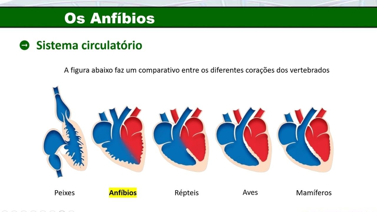 Os anfíbios 4 - capa slides de biologia