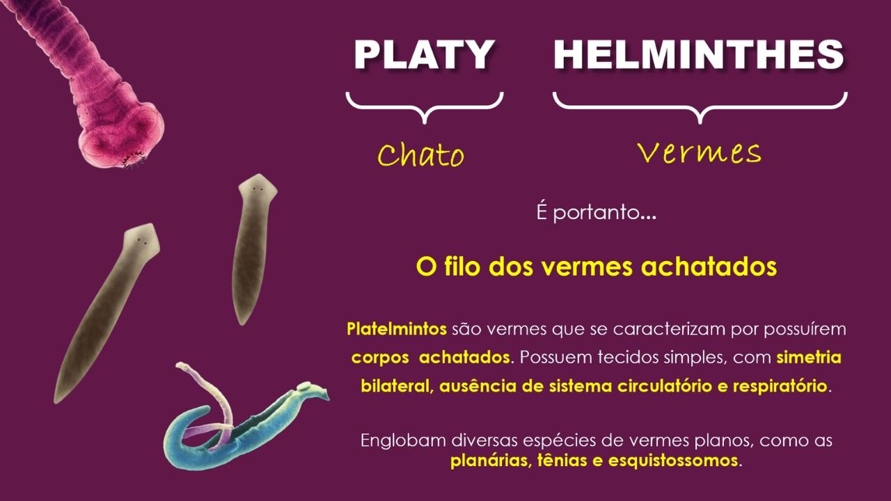 Platelmintos 1 - capa slides de biologia