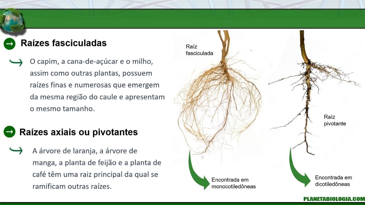angiospermas 3 - capa slides de biologia