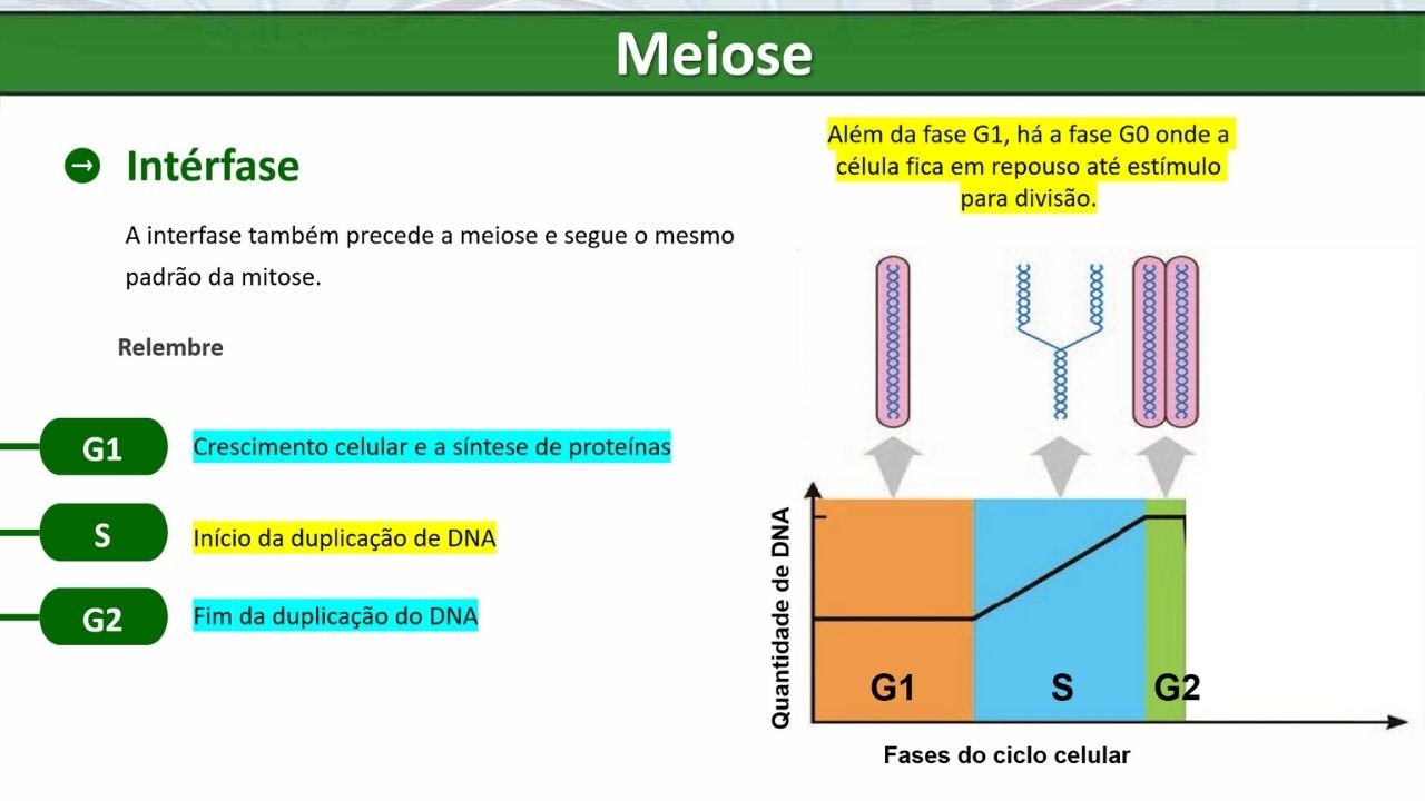 divisão celular 5 - capa slides de biologia