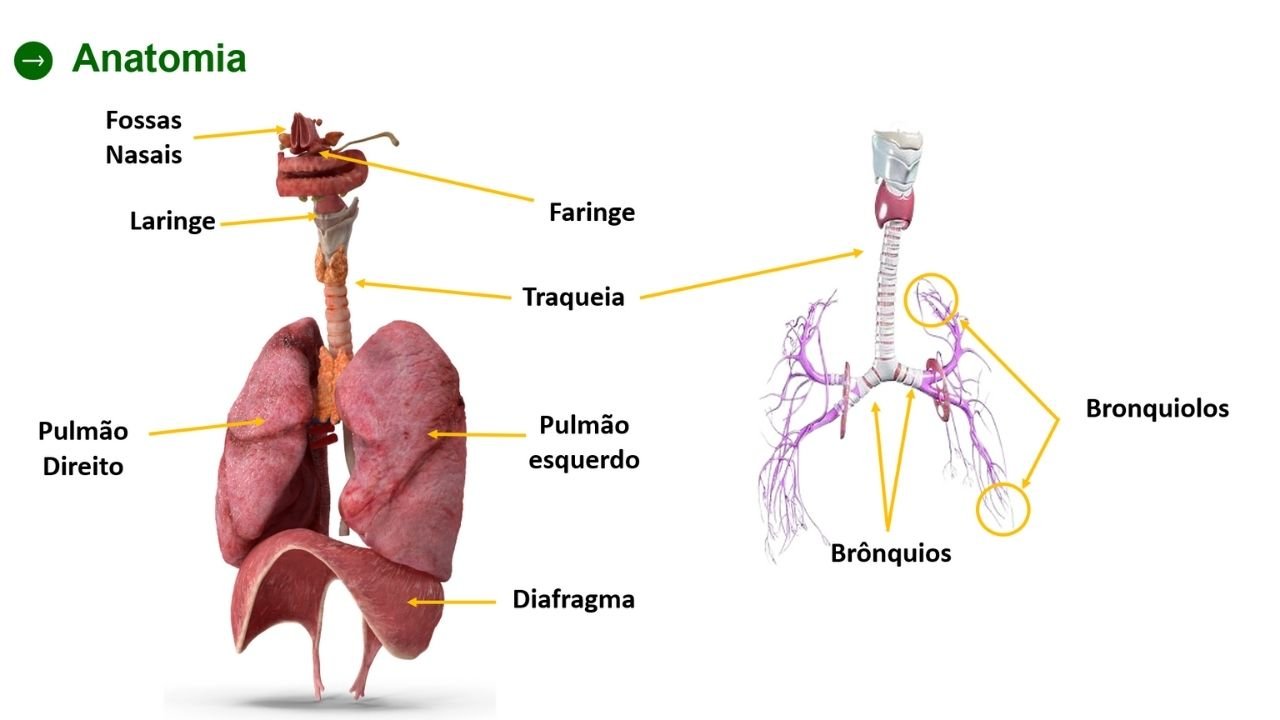 sistema respiratório 3 - capa slides de biologia