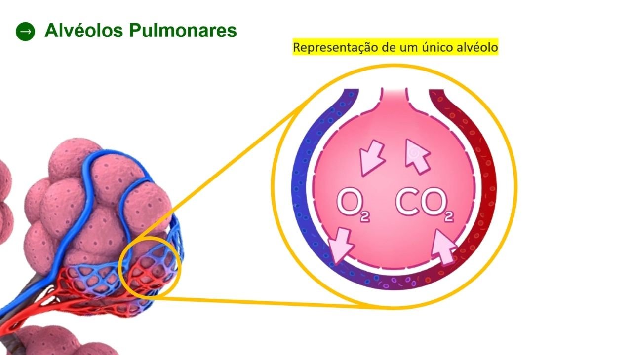 sistema respiratório 5 - capa slides de biologia